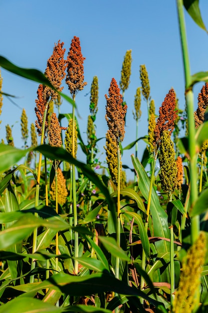 Premium Photo | Sorghum bicolor is a genus of flowering plants in the ...