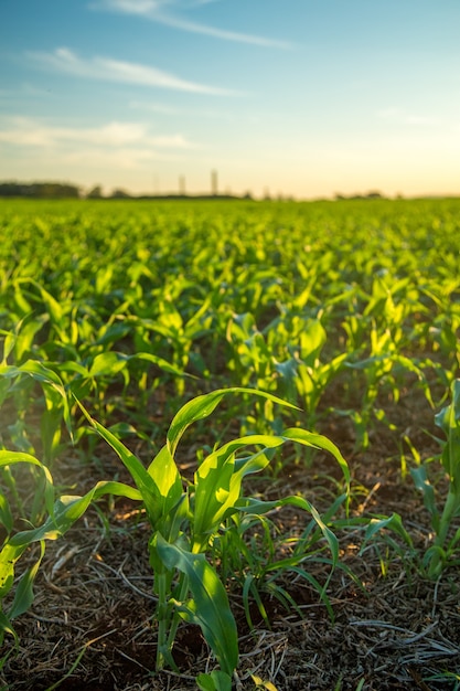 Premium Photo | Sorghum sunset