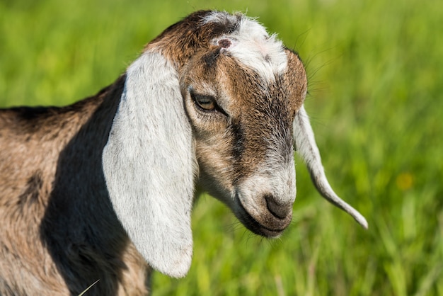 Premium Photo | South african boer goat doeling portrait on nature