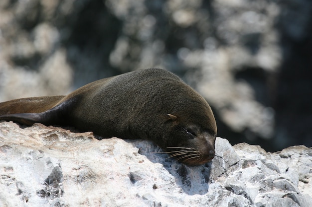 Premium Photo | South american fur seal sleeping on coastal rock