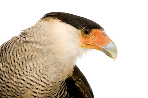 Premium Photo | Southern caracara (3 years) - polyborus plancus in ...