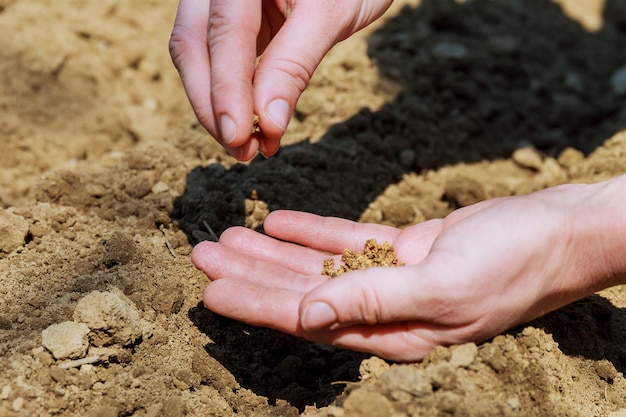 Premium Photo Sowing Of Seed In Earth The Hand Of Woman Sows Seed In