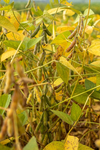 Premium Photo | Soy plantation with dry grains, ready for harvest.