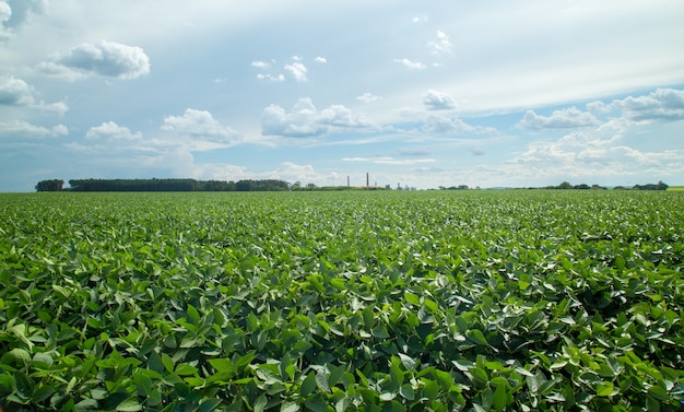 Premium Photo | Soy plantation