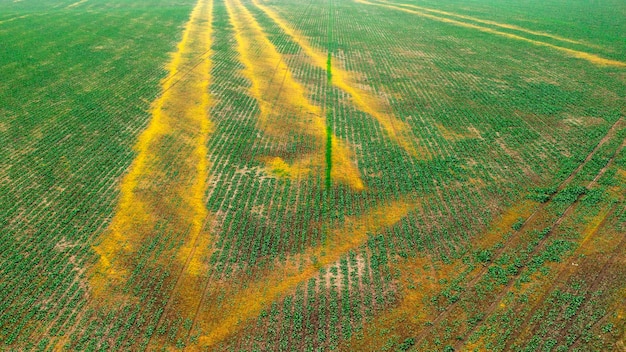 Soybean crops are damaged due to improper application of fertilizers Premium Photo