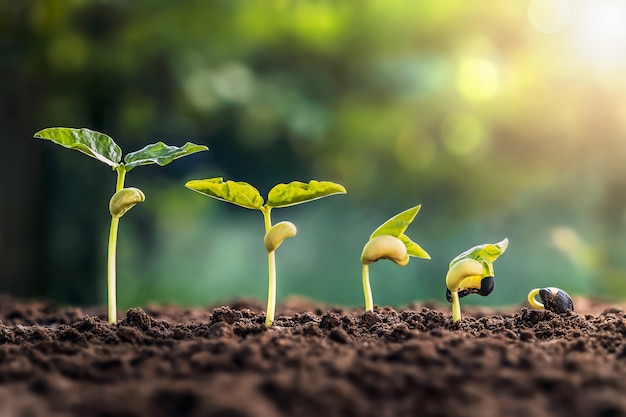 Premium Photo | Soybean growth in farm with green leaf background ...