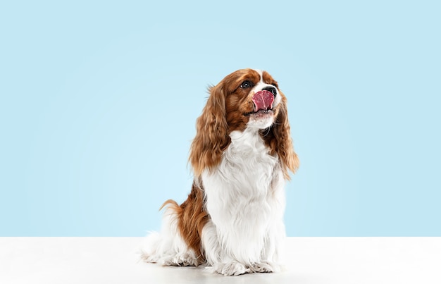 Spaniel puppy playing in studio. cute doggy or pet is sitting isolated on blue background. the cavalier king Cute Name For Dogs