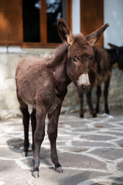 Premium Photo | Spanish donkey in freedom in a park of care of the species