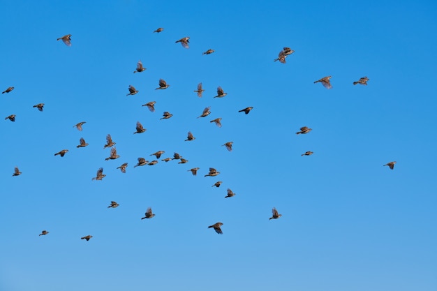 Premium Photo | Sparrows flock flies in blue sky. little urban birds