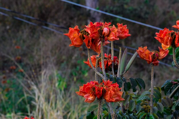 Premium Photo Spathodea Campanulata O Arbol De Flores Naranjas