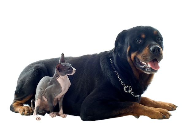 Premium Photo | Sphynx cat and rottweiler