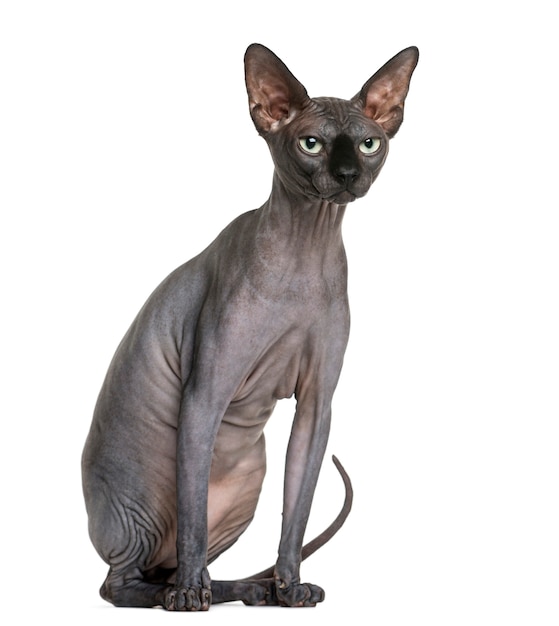 Premium Photo | Sphynx in front of a white wall