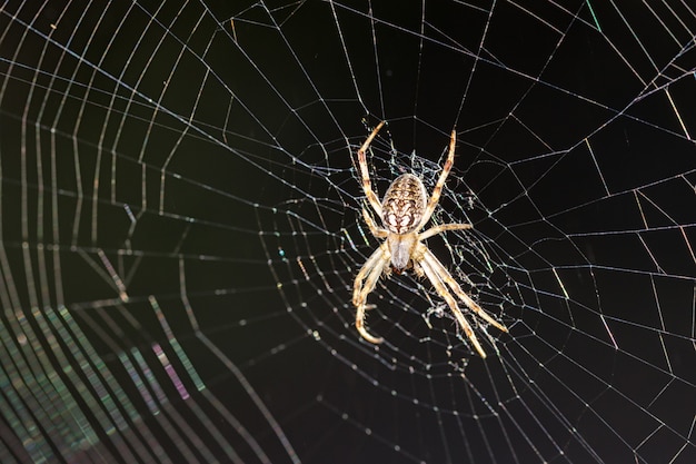 Premium Photo | Spider in its web.