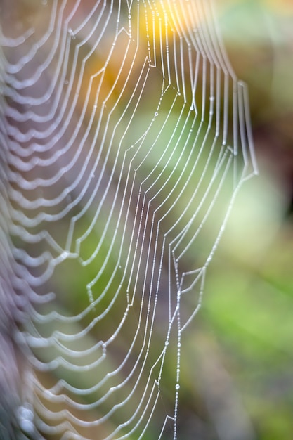 Premium Photo Spiders Web Glistening With Water Droplets From The Dew