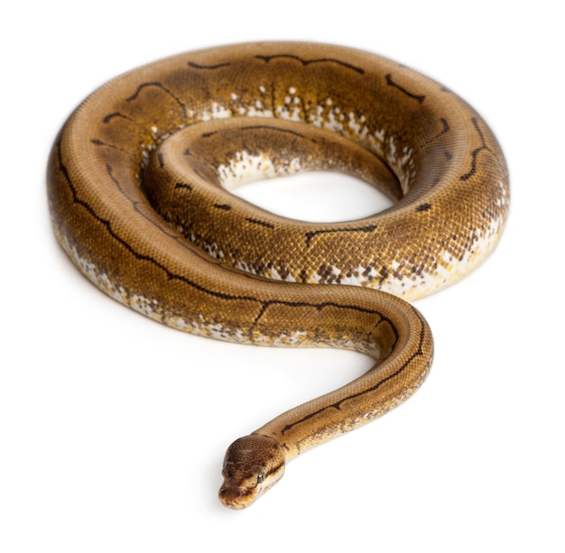 Premium Photo | Spinner python royal python, ball python - python ...