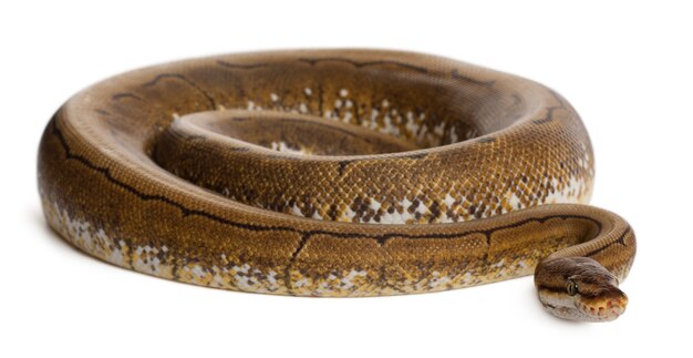 Premium Photo | Spinner python royal python, ball python - python ...