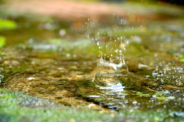 Premium Photo | Splash water drop on mini pond. beautiful natural ...