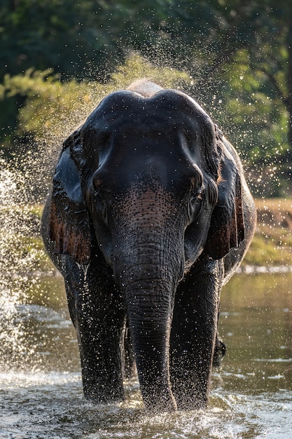 Premium Photo | Splash water on elephant bath time.