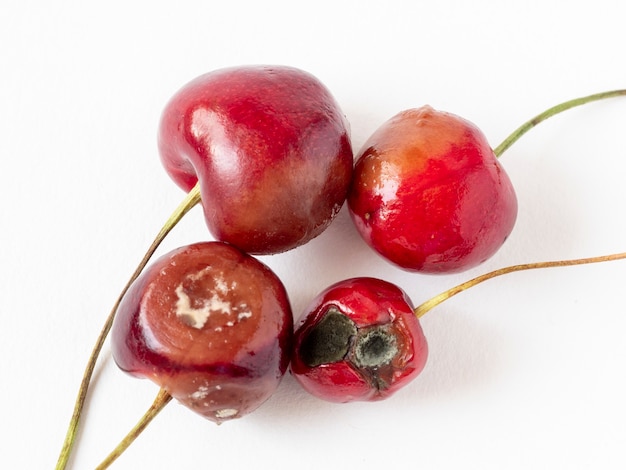 premium-photo-spoiled-cherries-on-a-white-background-rot-mold