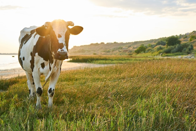 Spotted cow grazes in a meadow near the sea Premium Photo