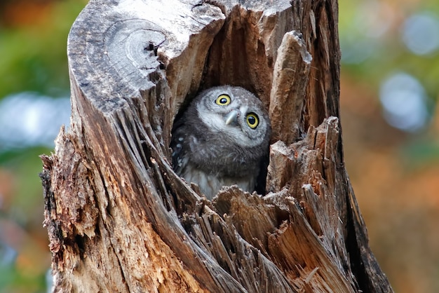 Premium Photo Spotted Owlet Athene Brama Beautiful Birds In Tree Hollow