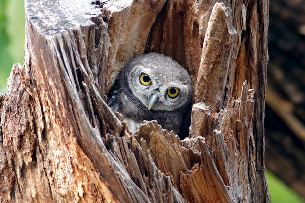 Premium Photo | Spotted owlet athene brama bird in tree hollow