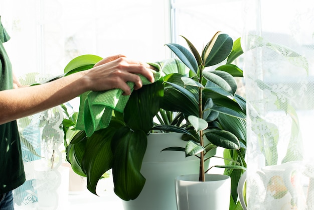 Premium Photo | Sprayers and house plants on a window sill. home plant ...