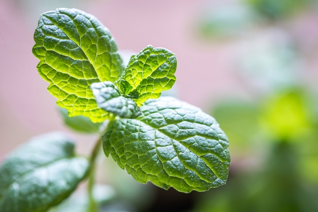 Premium Photo | Sprig of mint