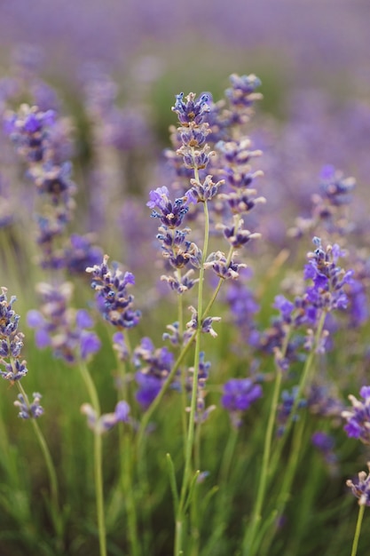 Premium Photo | Sprigs of lavender