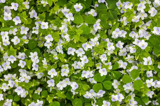 緑の草原 上面に小さな青と白の花 ベロニカペルシカ の春の背景 プレミアム写真