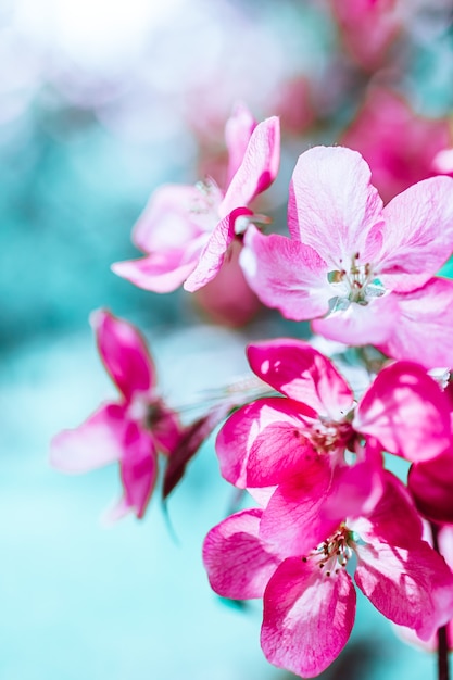 Premium Photo | Spring Background With Blooming Bright Pink Apple Tree ...