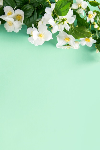 春咲くミント色の背景 緑の葉と白い花ジャスミンの花のボーダー コピースペース プレミアム写真