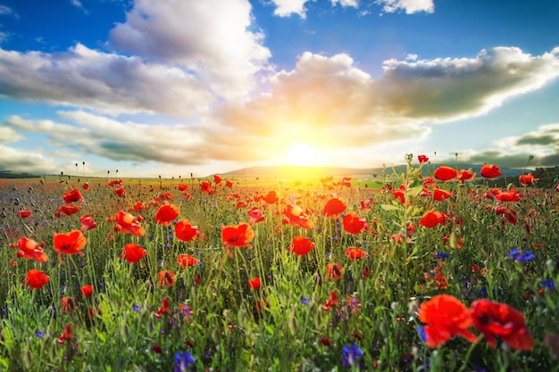 Premium Photo | Spring blooming of poppies field