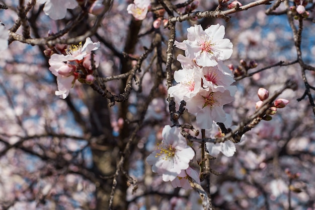 Spring blooms . beautiful nature scene with flowering almond tree on a sunny day. spring flowers. beautiful garden in spring time. Premium Photo