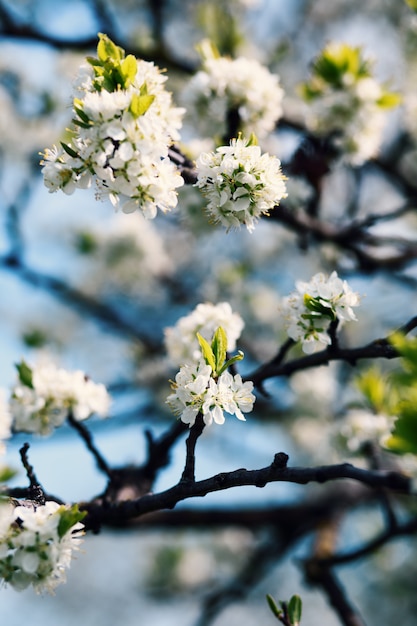 Premium Photo Spring Blossom Blossom Tree Spring Print Apple Tree Branch Apple Blossom