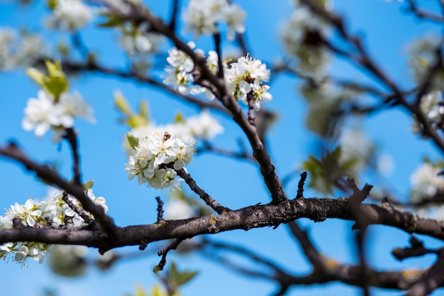 Premium Photo Spring Blossom Blossom Tree Spring Print Apple Tree Branch Apple Blossom