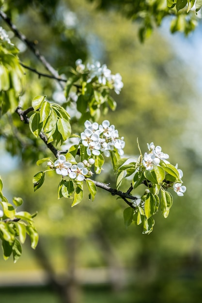 Premium Photo Spring Blossom Blossom Tree Spring Print Apple Tree Branch Apple Blossom