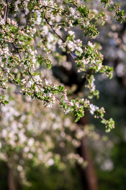 Premium Photo Spring Blossom Blossom Tree Spring Print Apple Tree Branch Apple Blossom