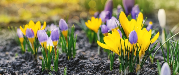 Premium Photo Spring Bright Background With Blooming Purple Lilac Yellow Crocus Flowers In Early Spring Crocus Iridaceae Iris Family Banner Image With Sun Glare