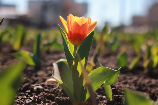 Premium Photo | Spring flower tulip on ground