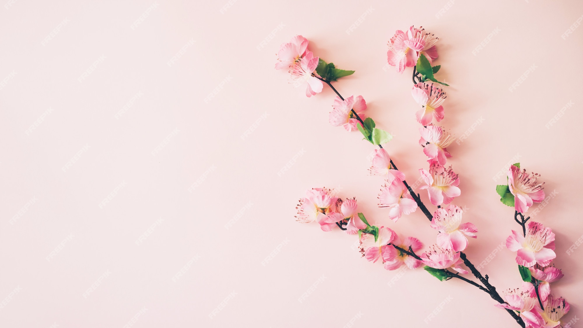Free Photo | Spring flowers background with copyspace