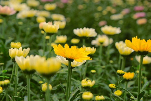 Spring flowers background | Premium Photo