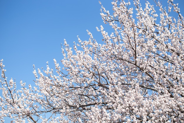 春の花。青い空を背景に開花アプリコットの枝。白い花。春の背景。桜 