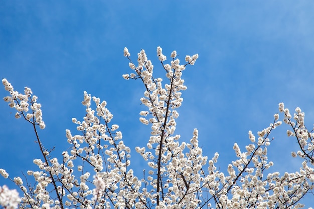 春の花。青い空を背景に開花アプリコットの枝。白い花。春の背景。桜 