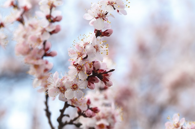 春の花 アプリコットの木を屋外で開花させます 自然の美しいバナー プレミアム写真