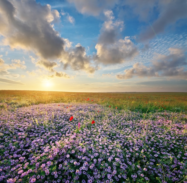 Premium Photo | Spring flowers in meadow. beautiful landscapes.