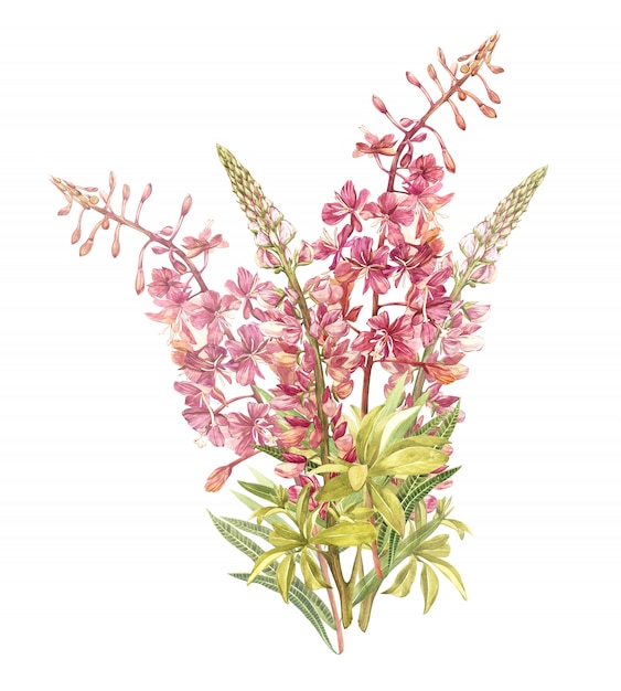 Spring flowers willow-nerb and lupine tree isolated. watercolor hand drawn illustration. Premium Photo
