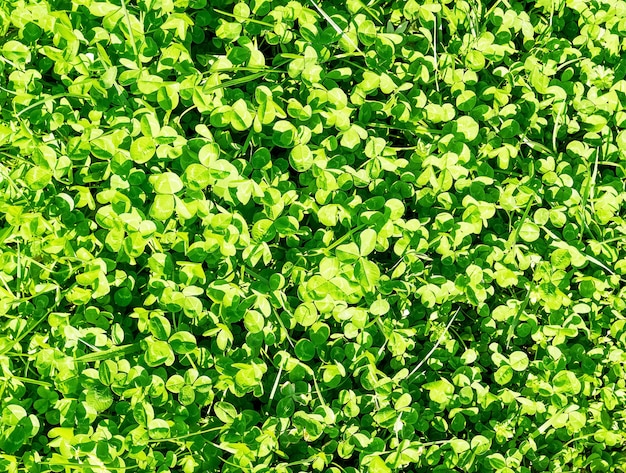 Premium Photo | Spring green grass with clovers nature background