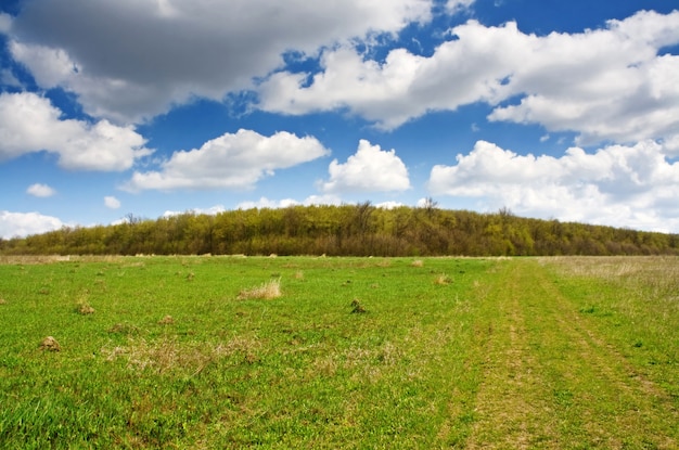 Premium Photo | Spring on meadow landscape