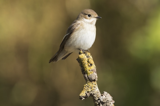 Free Photo | Spring migrant female european pied flycatcher ficedula ...